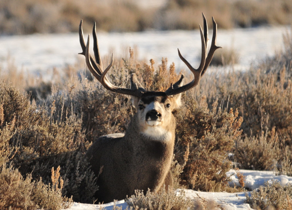 Application Deadline for Deer Gun Lottery is Today- June 5th - The ...